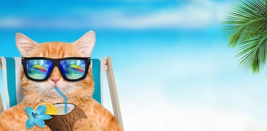 Bigstock Picture: Cat wearing sunglasses relaxing sitting on deckchair in the sea background.